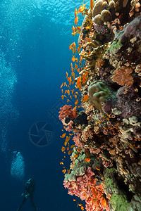 红海热带珊瑚礁和潜水员盐水场景植物太阳光海洋海景阳光天堂情调珊瑚图片