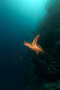 红海的乌龟和潜水员植物蓝色阳光珊瑚潜水太阳情调太阳光天堂盐水图片