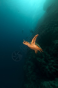 红海的乌龟和潜水员植物蓝色阳光珊瑚潜水太阳情调太阳光天堂盐水图片