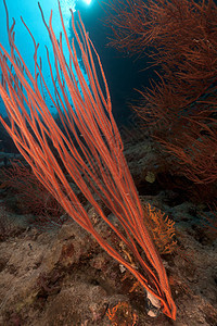 红海的红色聚群鞭天堂射线场景植物太阳生活蓝色潜水盐水海洋图片