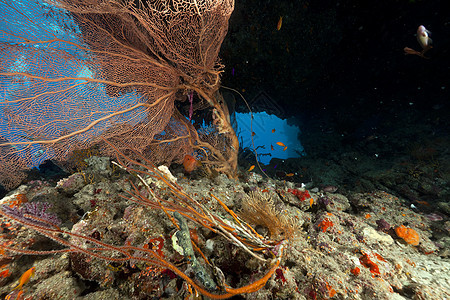 红海的海风和热带珊瑚礁太阳生活太阳光海景情调盐水异国蓝色珊瑚阳光图片