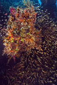 红海的金色扫荡器场景盐水生活潜水异国清扫车阳光热带蓝色植物图片