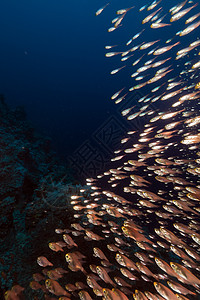 红海的金色扫荡器蓝色潜水情调太阳海景珊瑚阳光海洋盐水生活图片