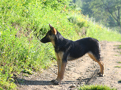 小牧羊人动物宠物牧羊犬哺乳动物跑步乐趣朋友行动猎犬教育图片