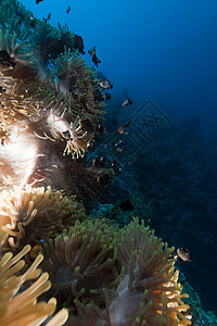 红海的巨型阿内蒙天堂盐水生活潜水热带太阳光海洋海景射线植物图片