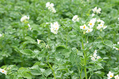 马铃薯农场场地推杆叶子水果花瓣宏观土豆植物阳光图片