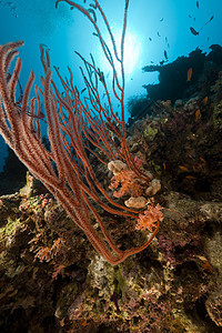 红海的红色聚群鞭生活热带阳光植物太阳光场景海景天堂海洋潜水图片