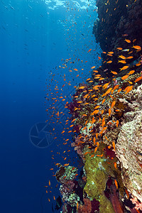 红海热带珊瑚礁潜水太阳光蓝色太阳盐水植物珊瑚天堂场景异国图片