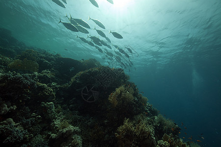 红海热带珊瑚礁和鱼类海洋生活海景潜水阳光射线天堂场景珊瑚情调图片