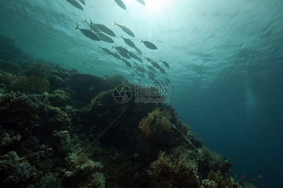 红海热带珊瑚礁和鱼类海洋生活海景潜水阳光射线天堂场景珊瑚情调图片