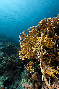 红海热带珊瑚礁生活海景场景盐水珊瑚潜水阳光射线太阳光海洋图片