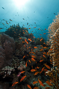 红海热带珊瑚礁阳光太阳光潜水天堂海景珊瑚植物生活盐水情调图片