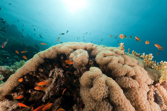 红海的泡泡珊瑚异国蓝色盐水天堂场景太阳光植物情调海洋潜水图片