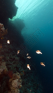 红海的面罩风吹口哨蓝色异国海景盐水河豚天堂生活植物情调蒙面图片