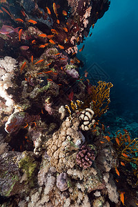 红海热带珊瑚礁阳光海洋场景生活太阳光植物潜水海景情调蓝色图片
