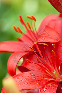 红李花花热带植物宏观红色园艺美丽百合花园绿色树叶图片