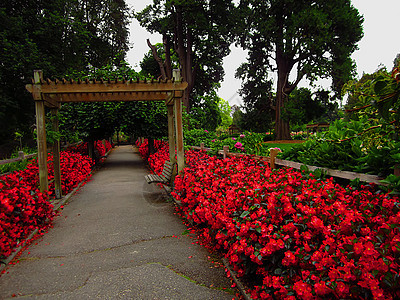 花园景观植物学季节性绿化园丁花瓣花粉植物群格子公园绿地图片