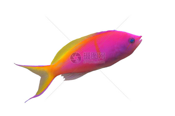 卡贝里尼水族馆鱼缸假牙鲻鱼桑蚕紫色热带鱼粉色图片