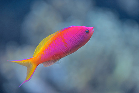 卡贝里尼桑蚕热带鱼蓝色水族馆鲻鱼鱼缸粉色假牙紫色图片