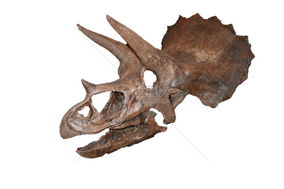 具有头骨特征的恐龙骨头图片