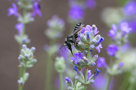 安德瑞德蜜蜂野生动物花蜜天线宏观植物群翅膀花瓣花朵动物植物图片