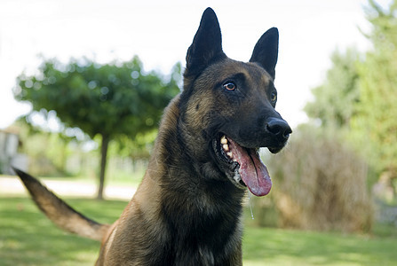 马里牧羊人棕色宠物舌头牙齿警犬警觉犬类动物图片