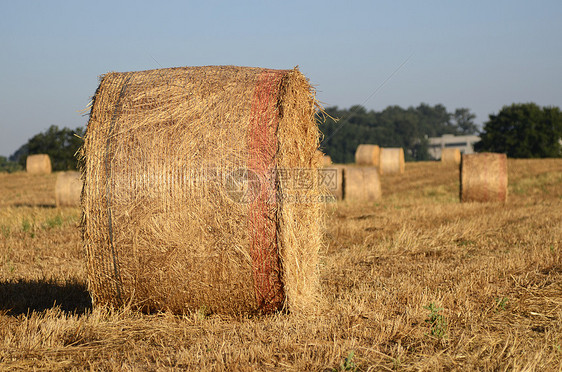 小麦稻草农场收获谷物草垛树桩土地圆圈草地天气图片