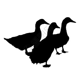 三张美丽的鸭子的轮廓图片