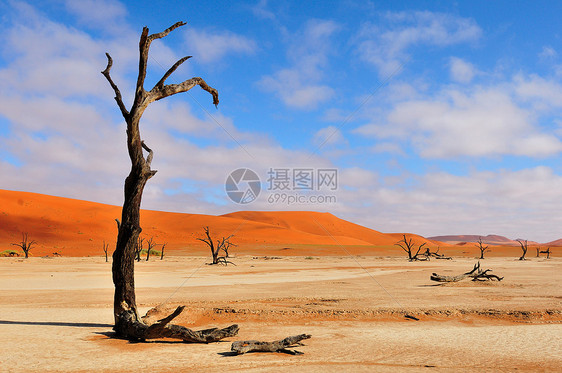 的树骨 纳米比亚 Dedevlei洪水沙漠干旱荒野纳米布橙子沙丘绿洲图片