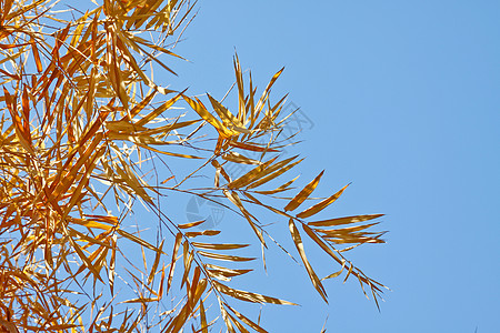竹子干燥棕色热带气候叶子蓝色树叶芦苇植物环境生活背景图片
