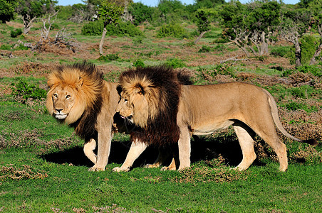 两只卡拉哈里狮子在阿多大象国家图片