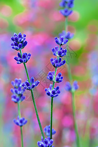 淡紫花田 有软焦点的宏紫色场地香味植物群花园草地薰衣草收成紫丁香灌木图片