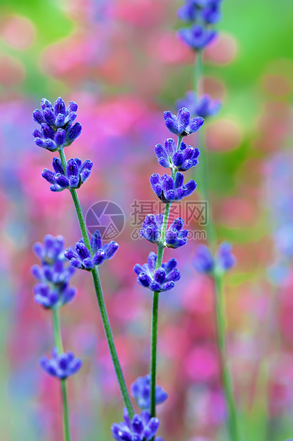 淡紫花田 有软焦点的宏紫色场地香味植物群花园草地薰衣草收成紫丁香灌木图片