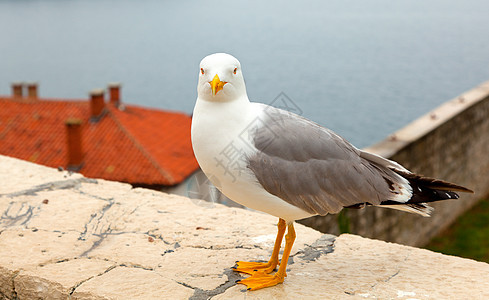 海鸥羽毛自由天空蓝色翅膀动物优美海鸟海滩支撑图片