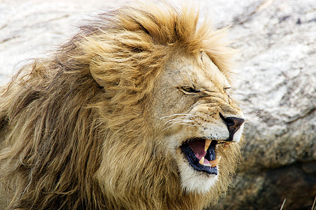 非洲狮子荒野捕食者猫科动物群动物野生动物食肉哺乳动物图片