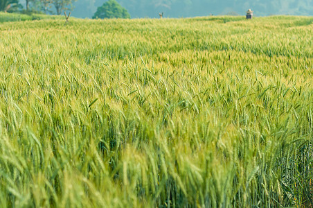 绿麦田中自然光亮的绿色大麦食物培育太阳艺术收成农民阳光背光场景小麦图片