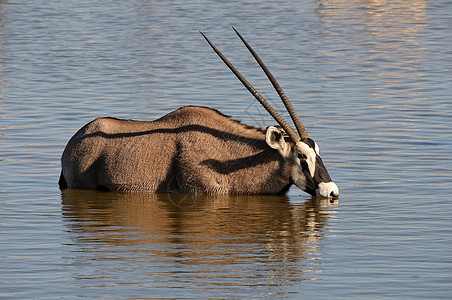 Oriix Gemsbok 饮用水动物荒野哺乳动物动物群野生动物羚羊沙漠图片