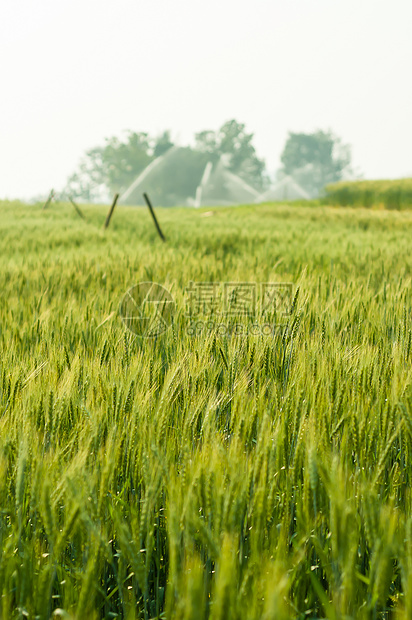 绿麦田中自然光亮的绿色大麦农场食物太阳背光农作物晴天小麦耳朵艺术日落图片