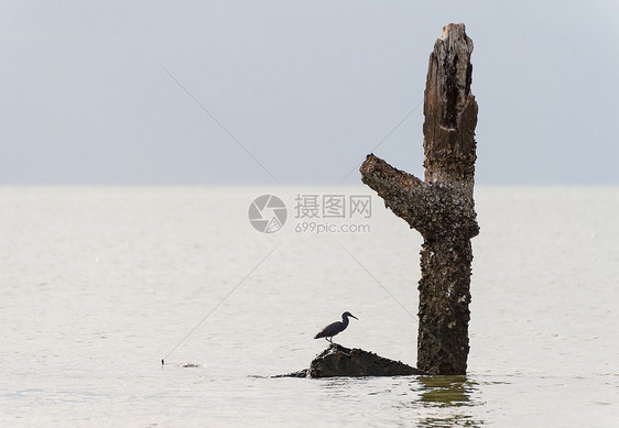 白食鸟在树桩上栖息荒野沼泽白鹭苍鹭鸟类猎人湿地池塘生态图片