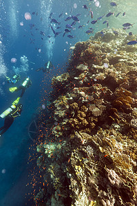 红海有多种生物 水母和热带珊瑚礁图片