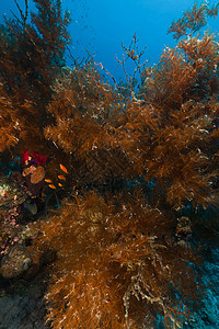 红海黑珊瑚的分支太阳场景射线潜水热带太阳光情调阳光植物生活图片