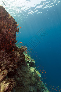 红海的鱼类和热带珊瑚礁海景生活情调场景珊瑚蓝色太阳光异国射线植物图片