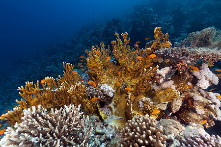 红海的鱼类和热带珊瑚礁潜水场景海洋海景情调射线珊瑚太阳光太阳蓝色图片