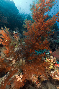 利用红海的黑色珊瑚和热带珊瑚礁图片