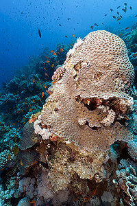 红海的鱼类和热带珊瑚礁射线潜水异国海洋植物太阳盐水蓝色太阳光场景图片