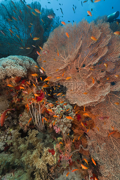 红海的海洋风扇和热带珊瑚礁场景阳光海景植物情调异国海扇天堂生活盐水图片