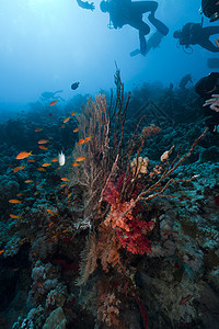 红海的斯库巴潜水员和热带珊瑚礁异国植物天堂太阳潜水海洋盐水生活阳光海景图片