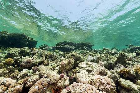 红海的鱼类和热带珊瑚礁射线太阳光阳光异国天堂珊瑚情调蓝色场景太阳图片