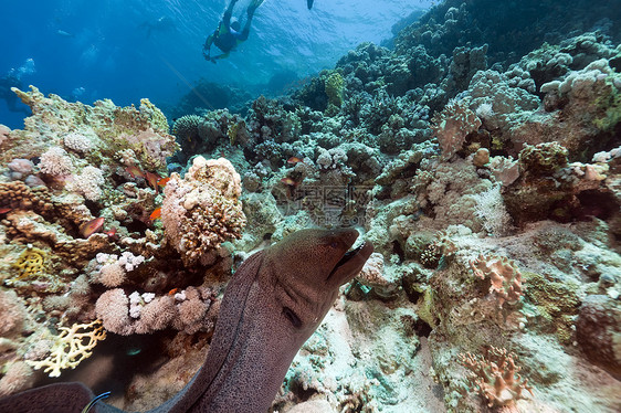 红海的巨和热带珊瑚礁太阳海鳗射线海景植物珊瑚盐水蓝色天堂阳光图片