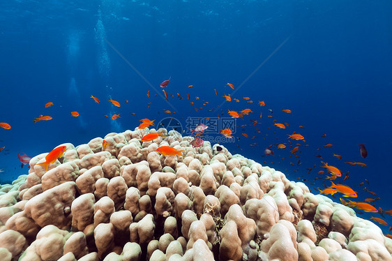红海的鱼类和热带珊瑚礁海洋阳光珊瑚盐水太阳光场景太阳潜水蓝色海景图片